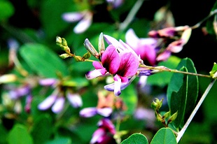 鹿部山のハギの花