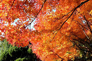 すばらしい興山園の紅葉