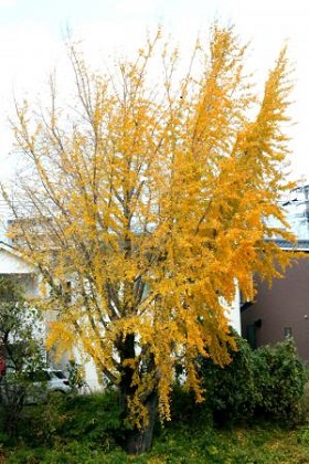 大イチョウの黄葉が美しい