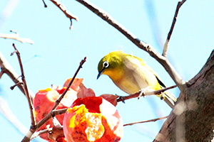 カキジロ～