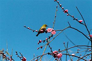 蜜を求めて